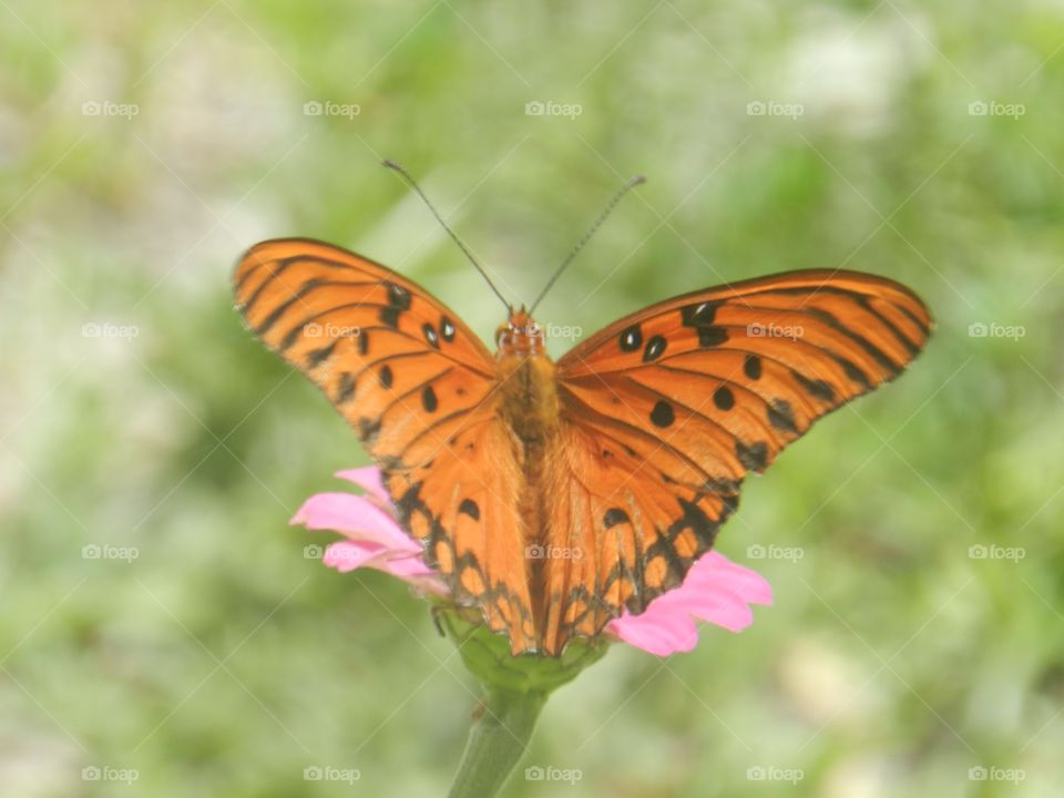 Butterfly, Insect, Nature, Summer, Outdoors