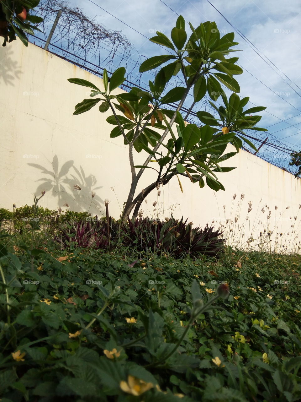 lone tree  in the  fading summer evening