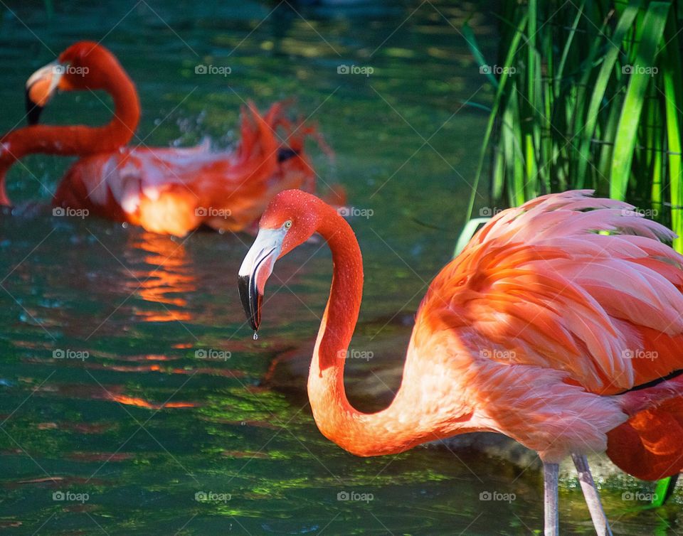 Bird, Flamingo, Feather, Nature, Wildlife