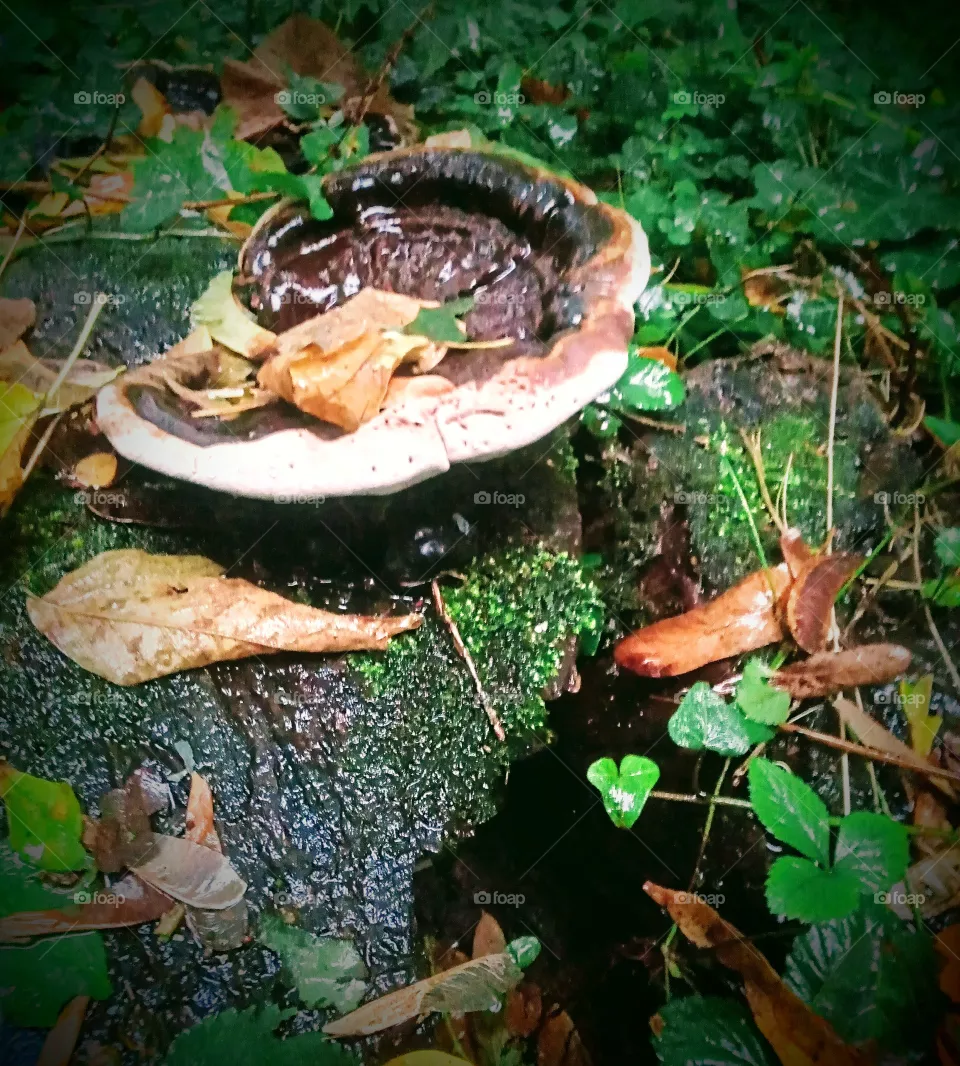 mushroom