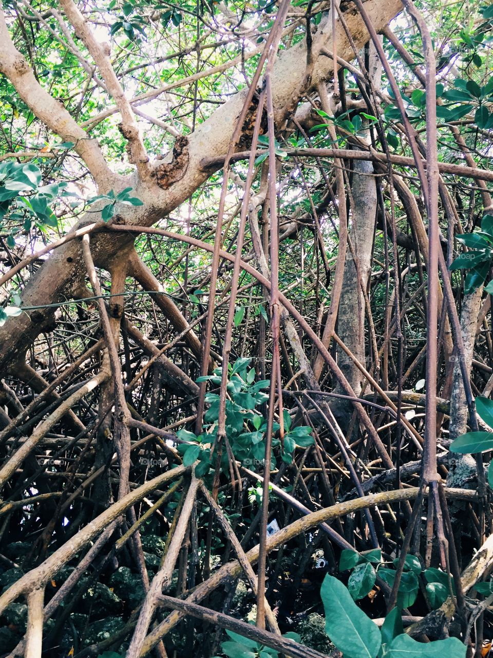 Mangrove swamp