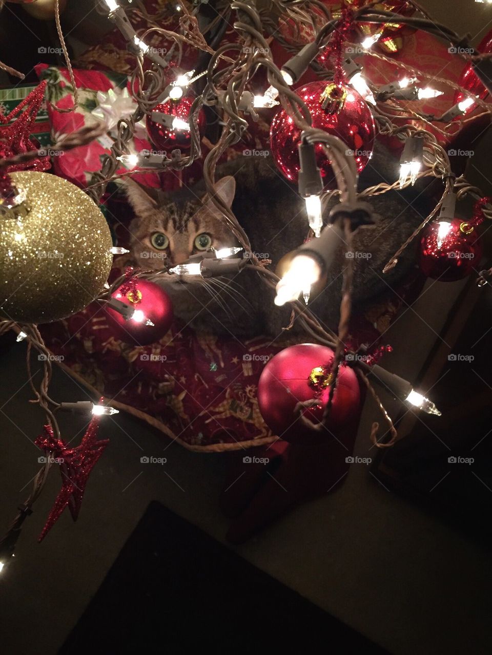 Cat Under Christmas Tree