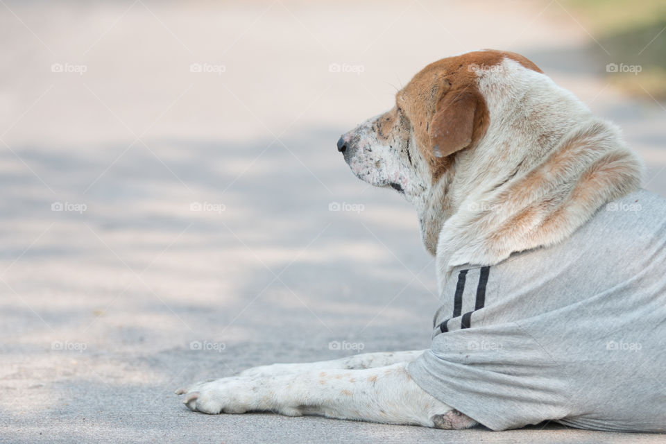 Dog on the road