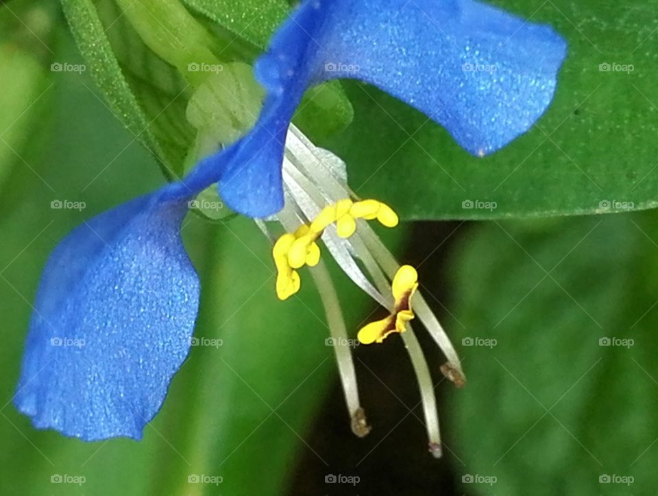 Dayflower