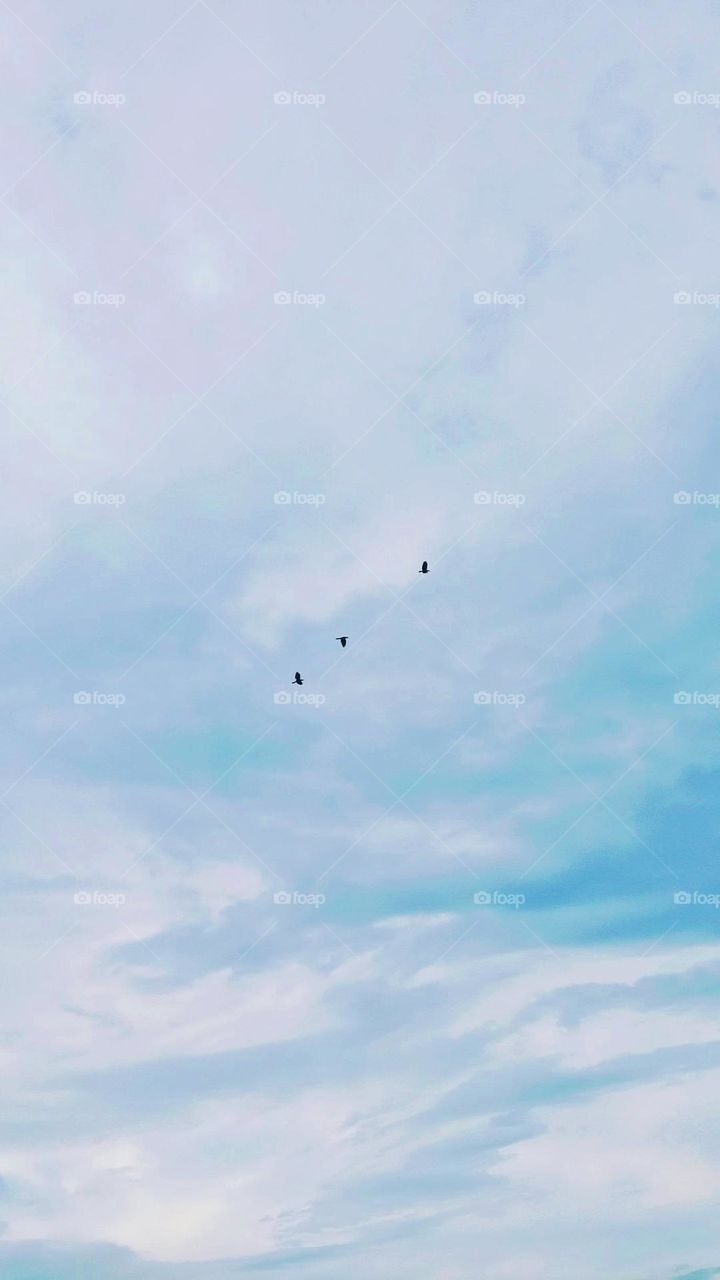 birds flying in the sky