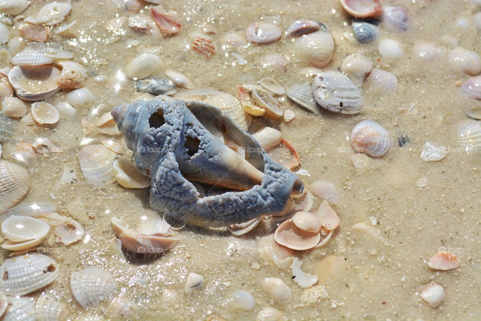 Every shell has a story. 