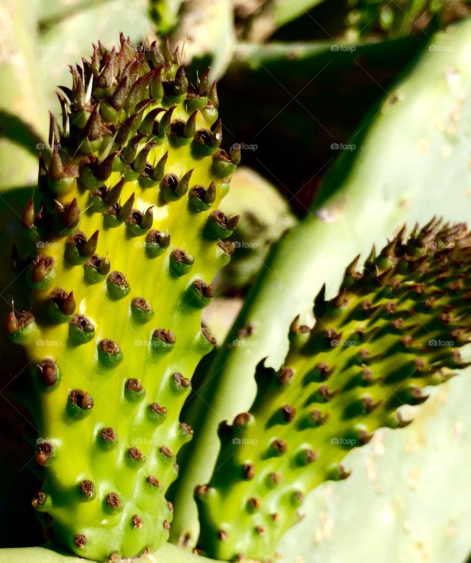 Cactus