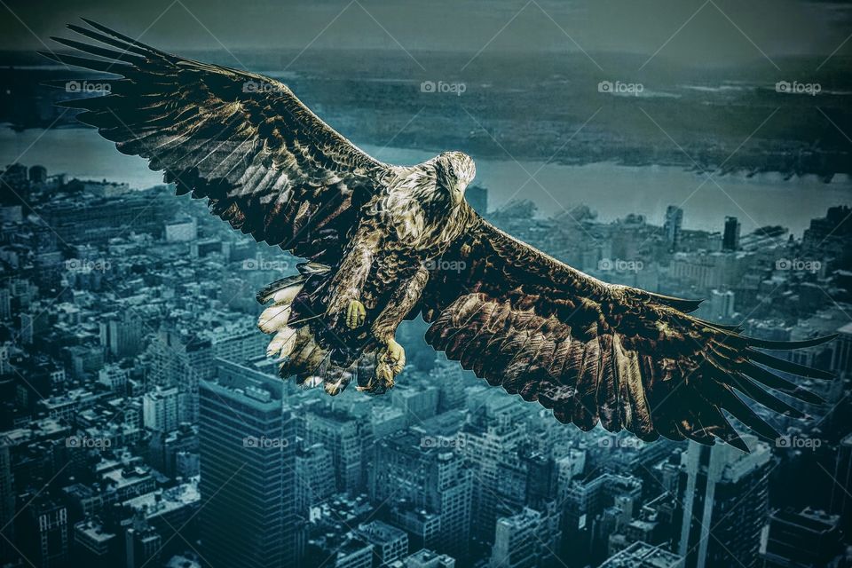 Eagle over the city