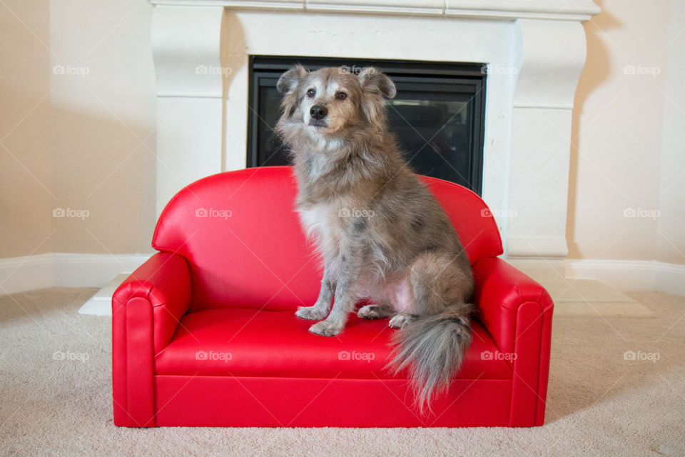 Dog sitting on red sofa