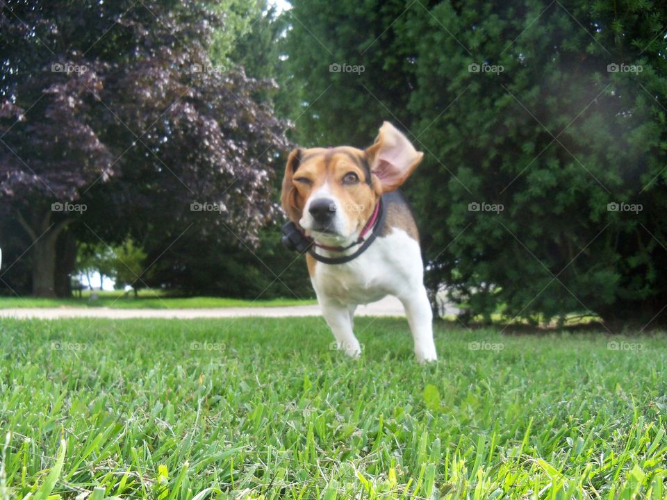 running through the yard with his ears flapping in the wind