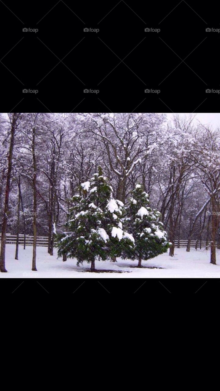 trees snow by gingersleetsnow