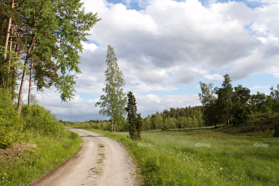 Dirt road through grass in forest