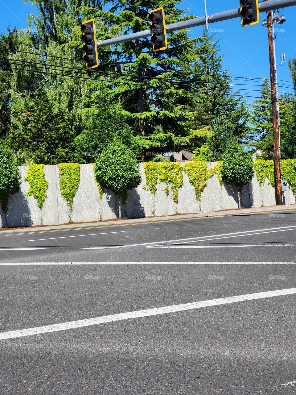 street lines and green trees view from the road in Oregon suburbs