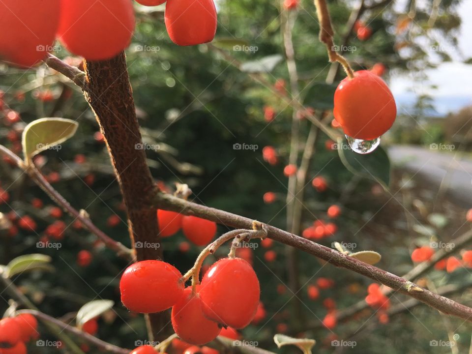 Raindrop on a  berry