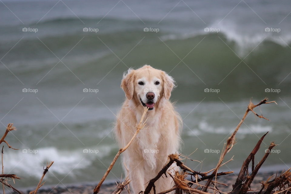 Kaci,  our golden retriever on the beach at Lake superior in the upper peninsula of Michigan.   Lots of wave action !