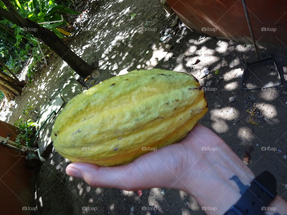 cacao fruit