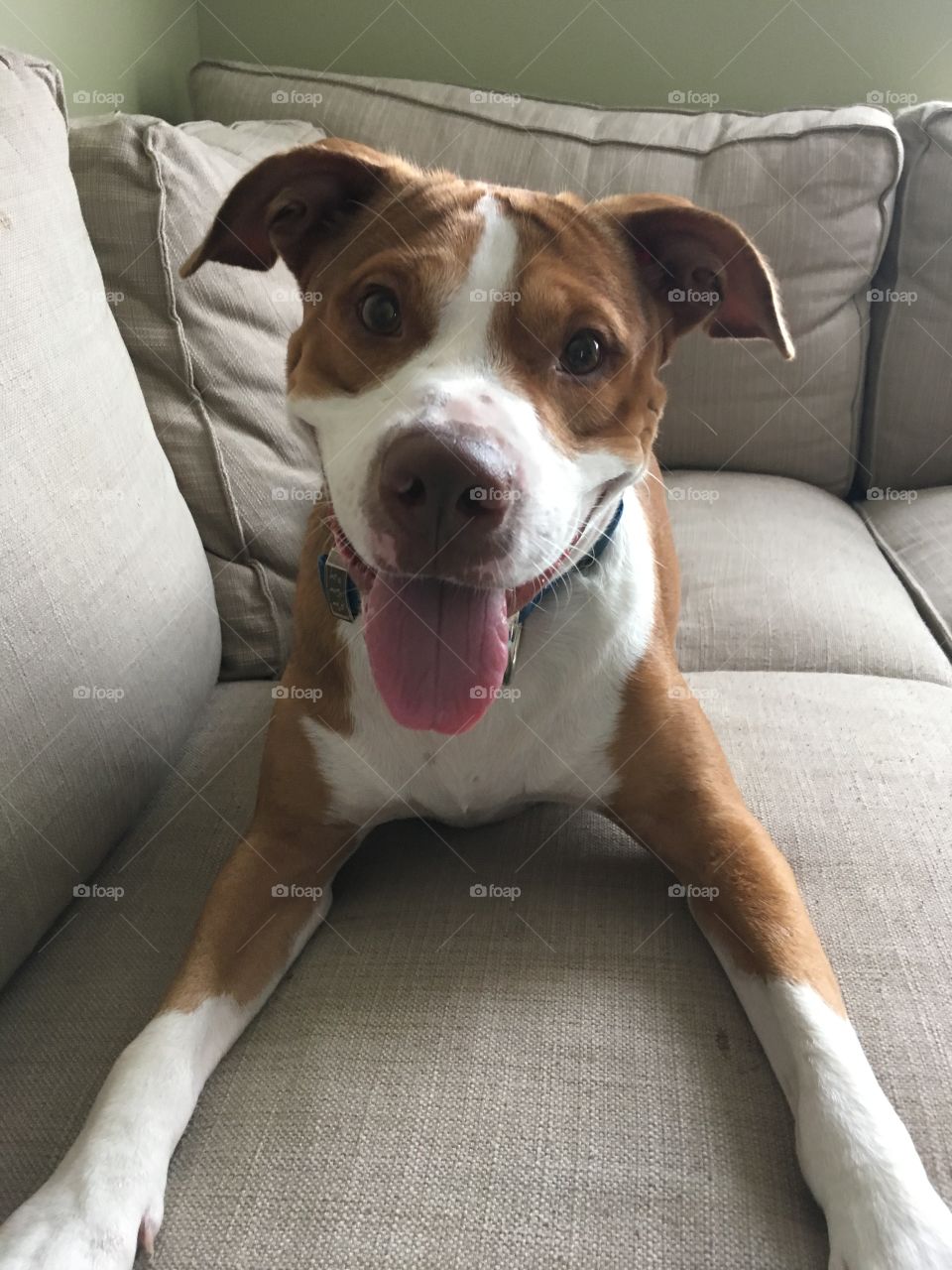Beautiful rescue red nose pitbull dog smiling 
