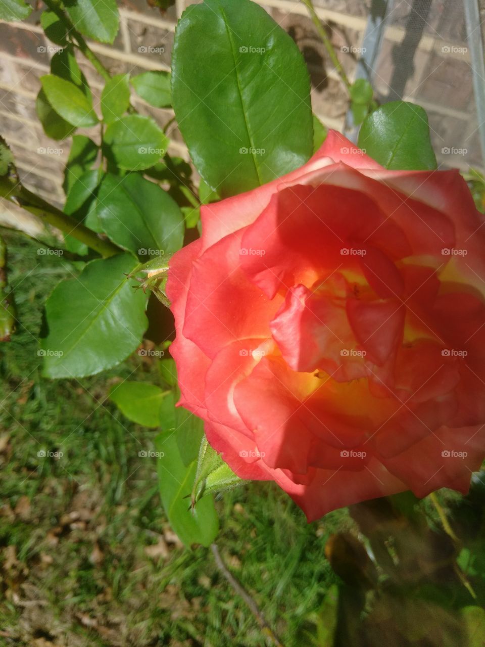another shot of a beautiful rose
