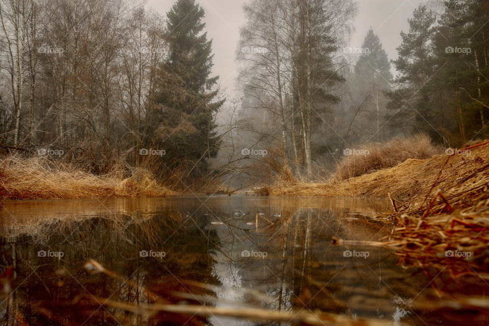 Misty morning in a spring forest with river