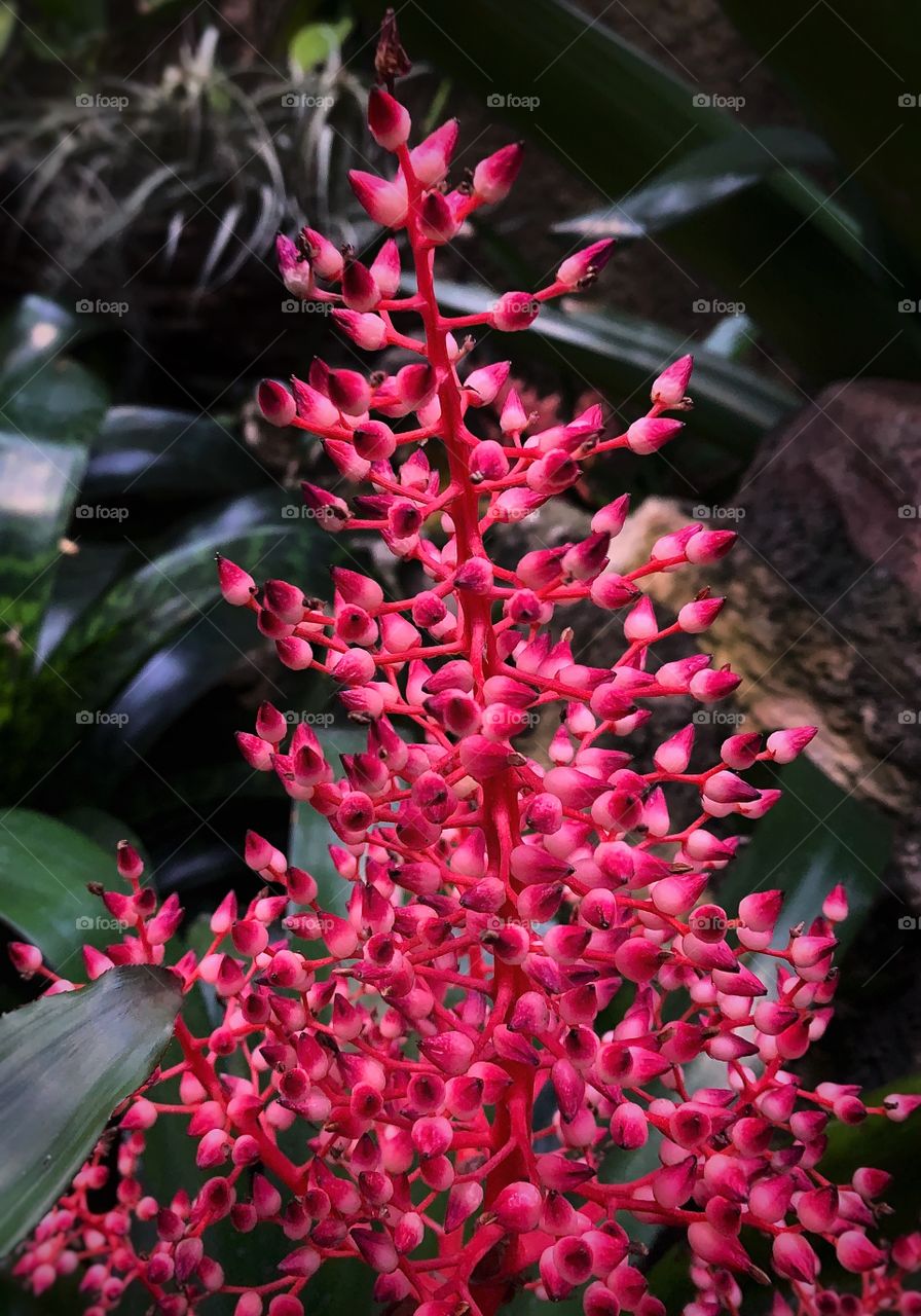 Interesting-looking pink plant—taken in Chicago, Illinois 