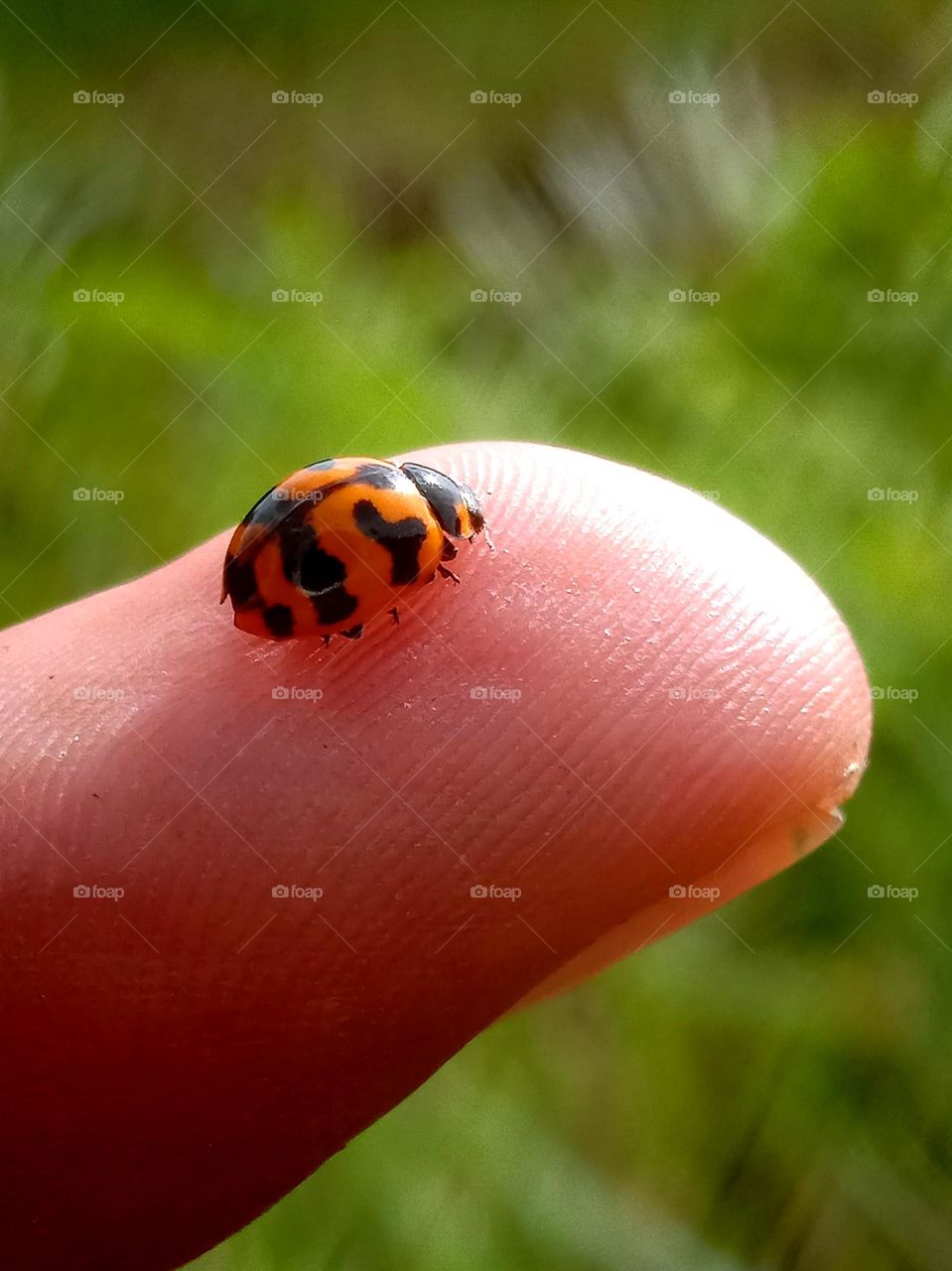ladybug on index finger