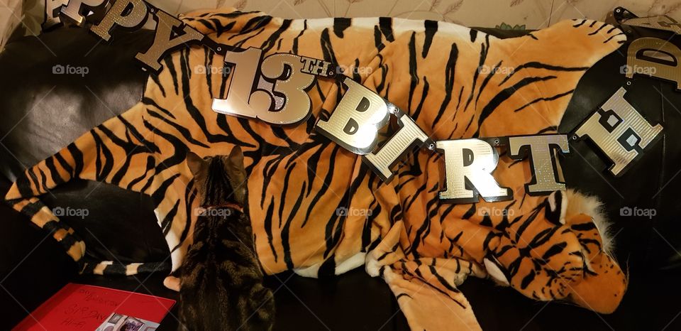 13th Birthday celebration decorations with 13th birthday banner and imitación Tiger skin rug and stripey tabby cat