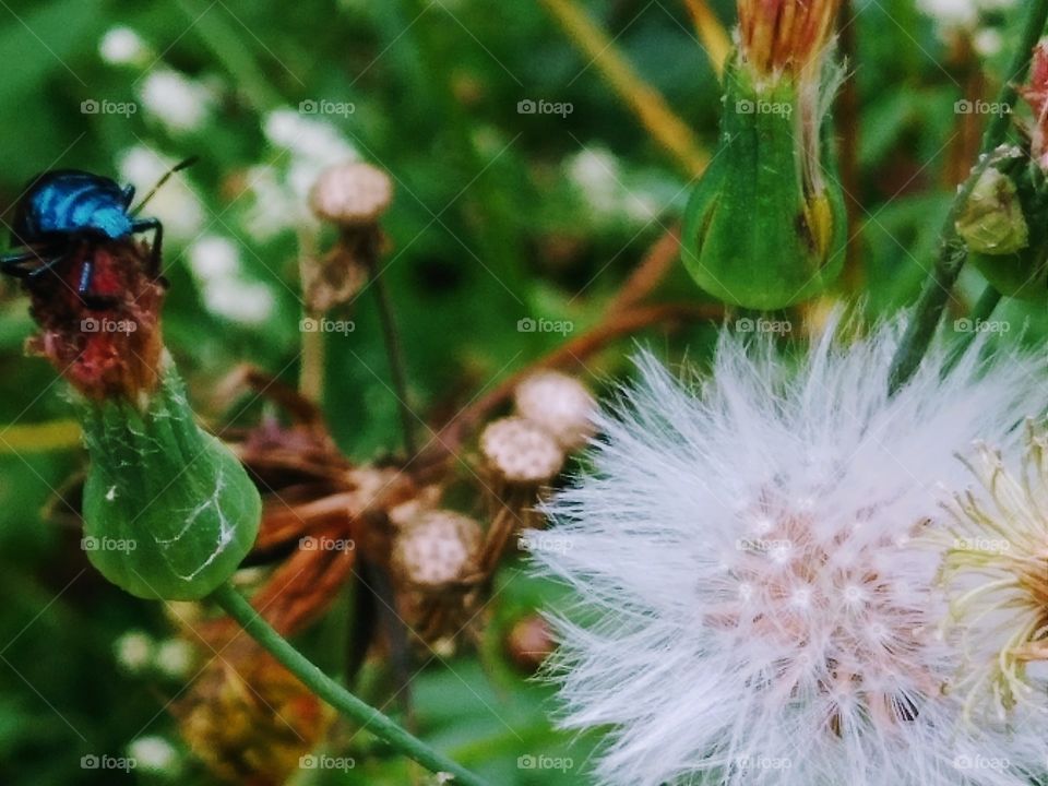 beetle on a flower