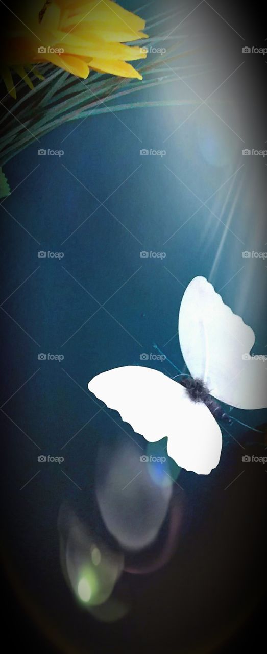 light flare on butterfly  blue background flowers