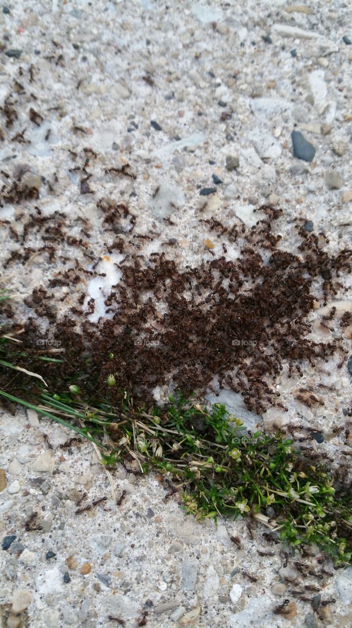 thousands of ants