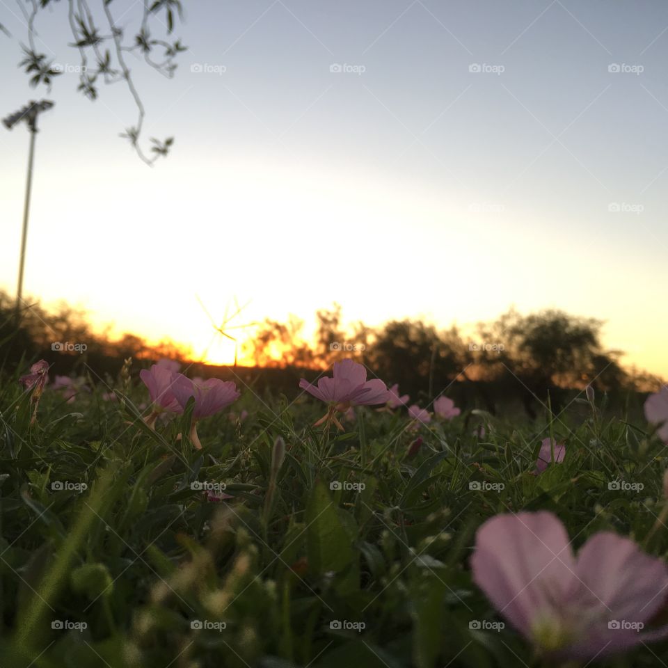 Sunset and flowers 