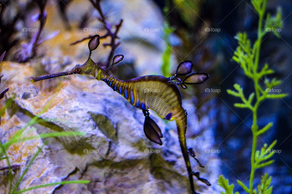 Picture of a leafy sea dragon.
