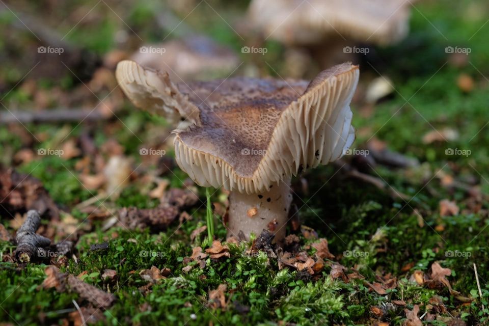 Mushroom on the forest floor, unique looking mushroom, fungi in the Midwest, closeup of a mushroom, details in nature, perspective from the ground 