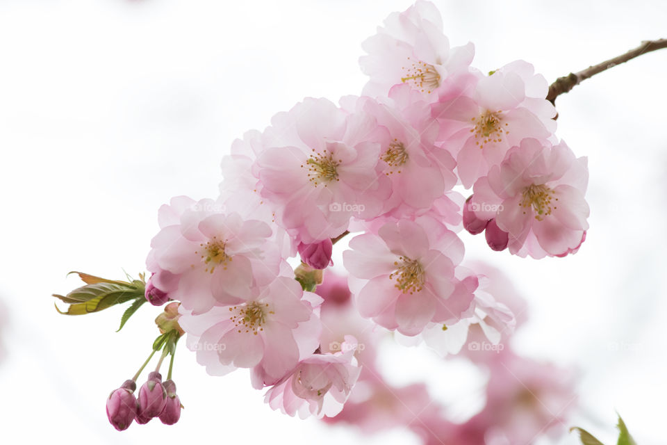 Pink cherry tree flowers blossom - rosa blommande körsbärsträd  