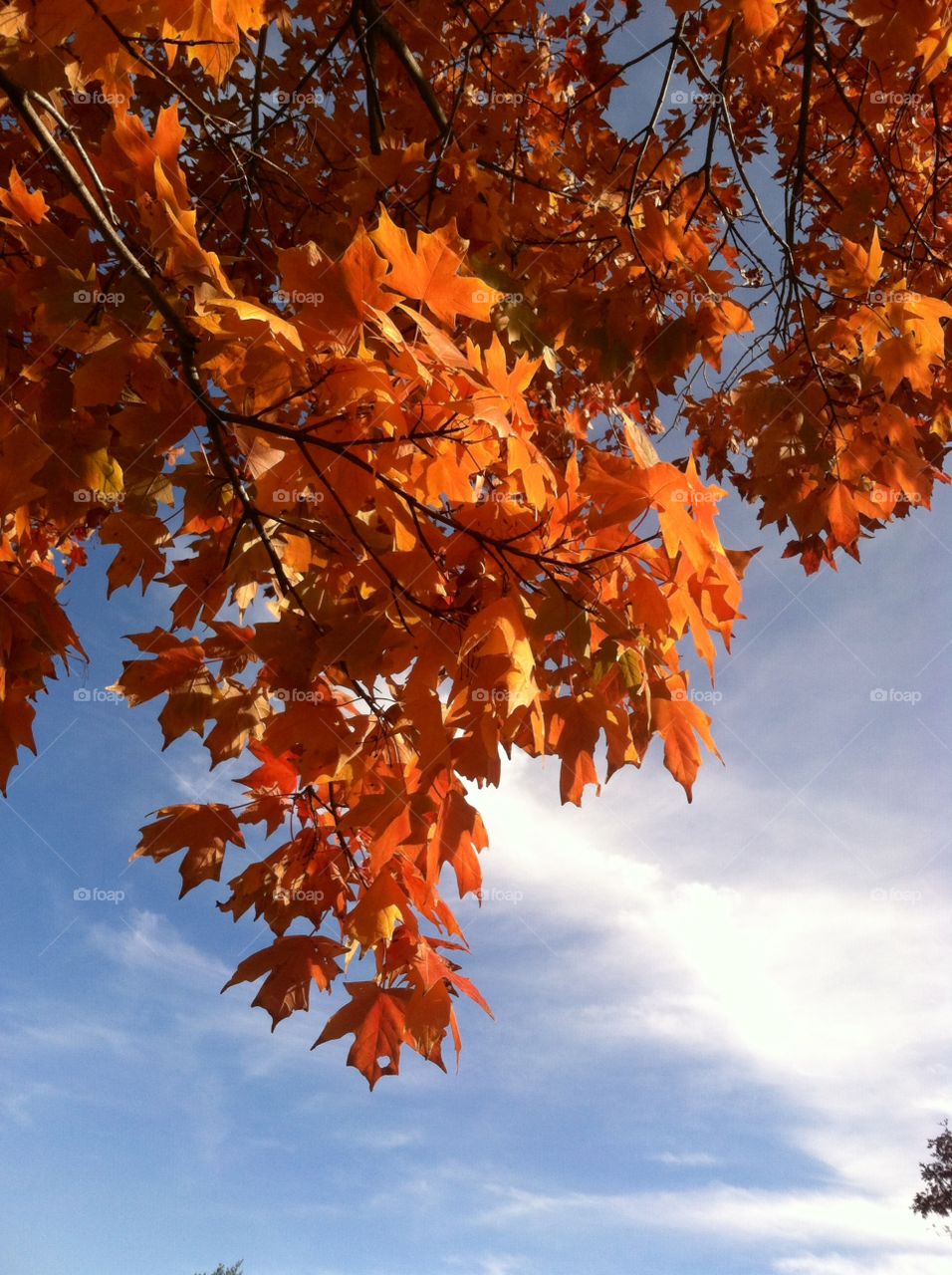 Fall, Leaf, Maple, No Person, Tree