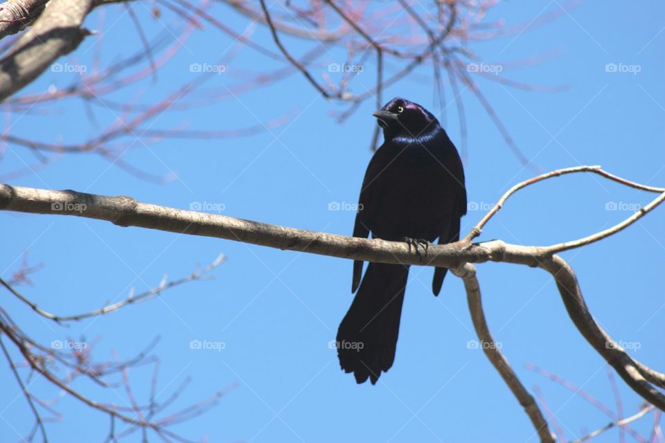 Starling black bird on branch