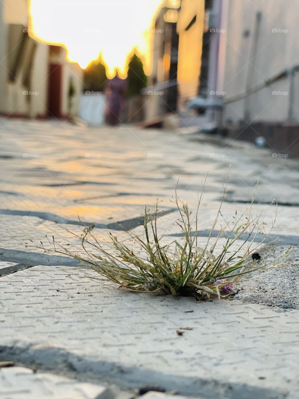 Portrait of plant 🌱