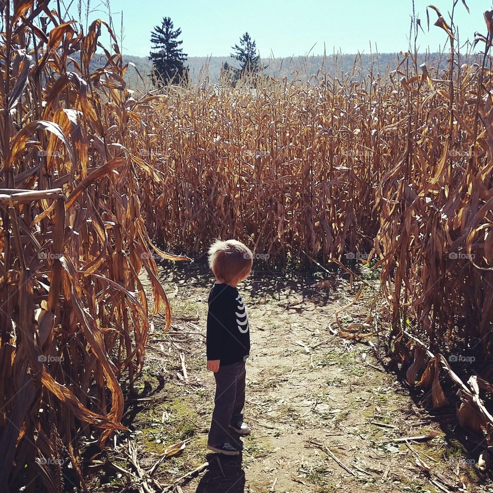 Lost in the Corn. Little boy trying to find his way out of a corn maze in rural Pennsylvania