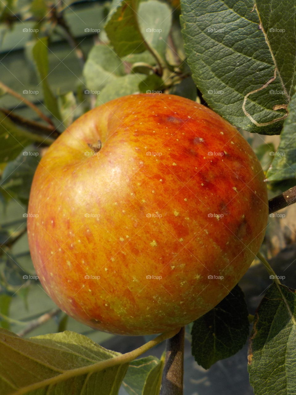 My organic apples 
