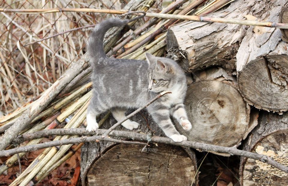 Kitten in pile of wood 