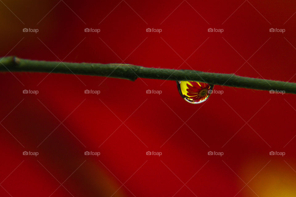 Red flower reflection on a water drop