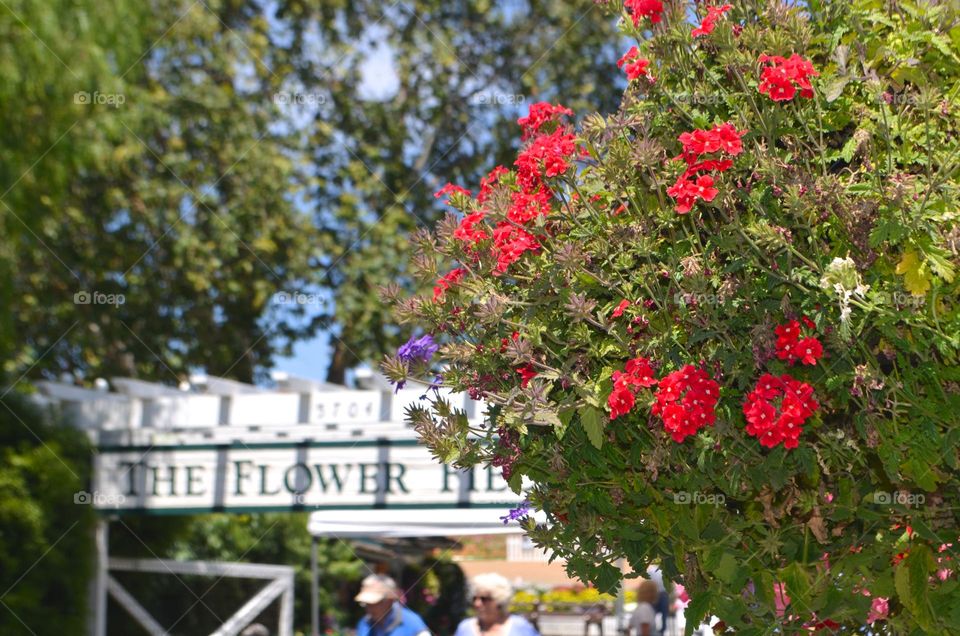 Many varieties of colorful spring flowers in Carlsbad, CA