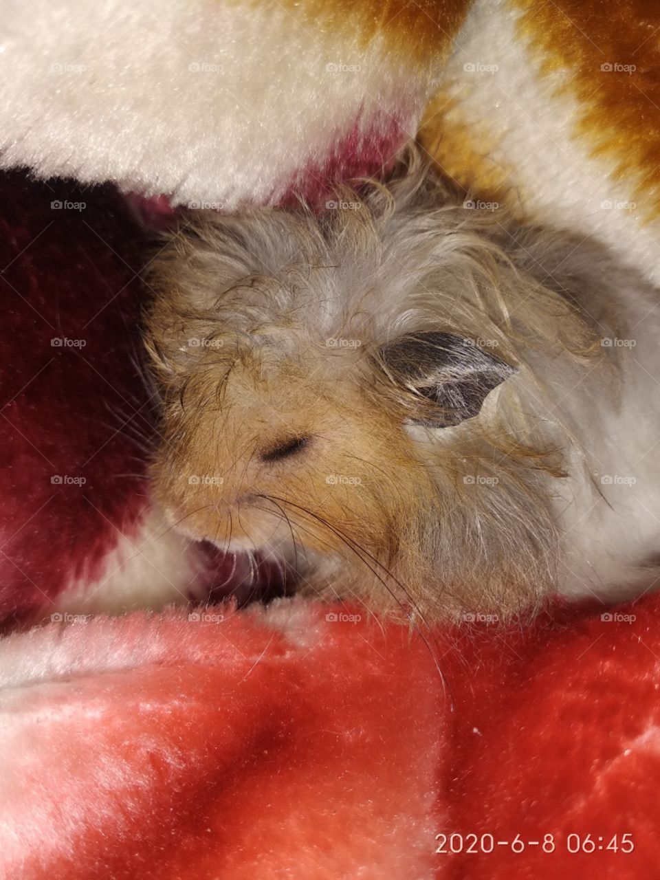 "Hamichok" "Хамичок" This is my favorite animal, her name is "Chipi" "Чипи"