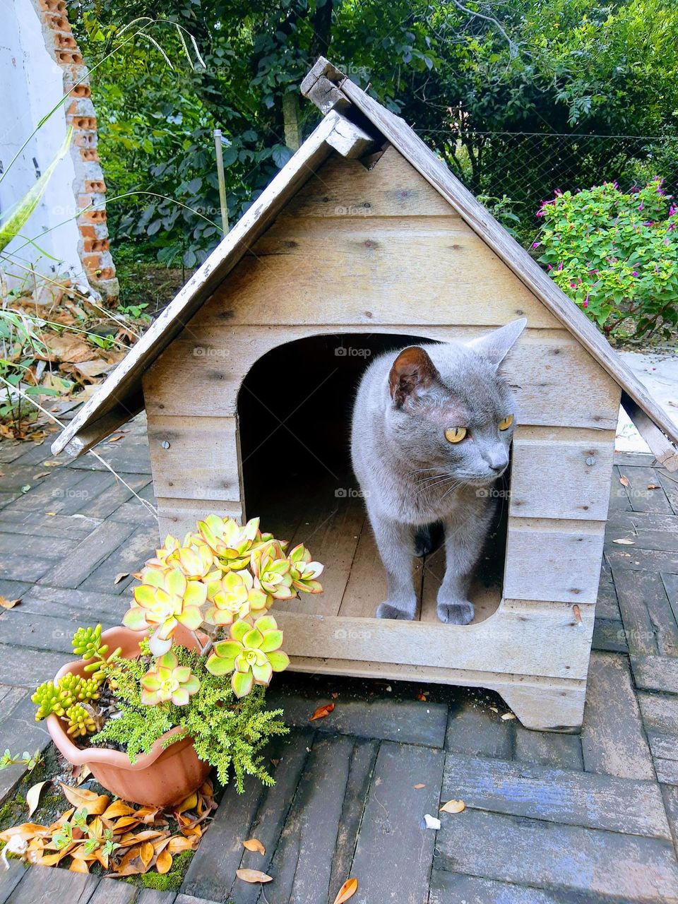 cat inside a small house