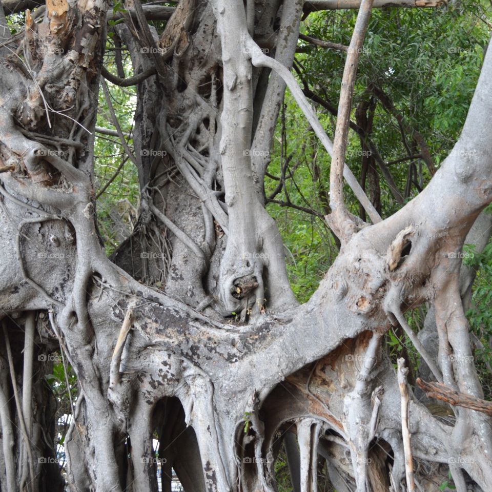 Crazy tree roots from a massive, ancient tree in Botswana