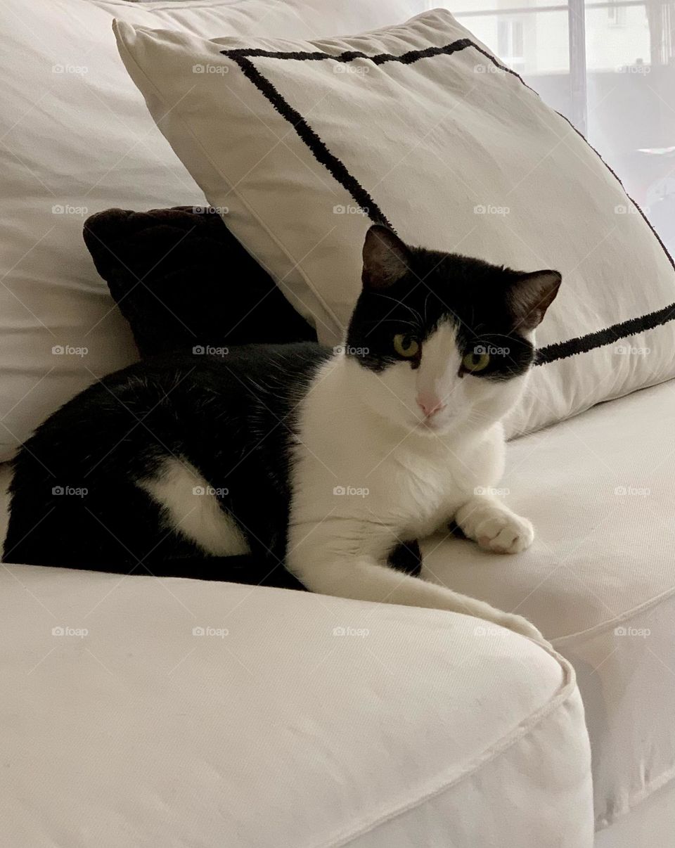 Black and white tuxedo European domestic sitting on white sofa with black and white cushions in the background looking at something with curiosity