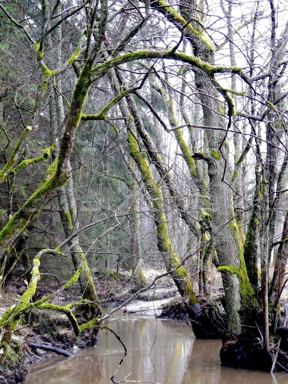 Magic trees in the forest