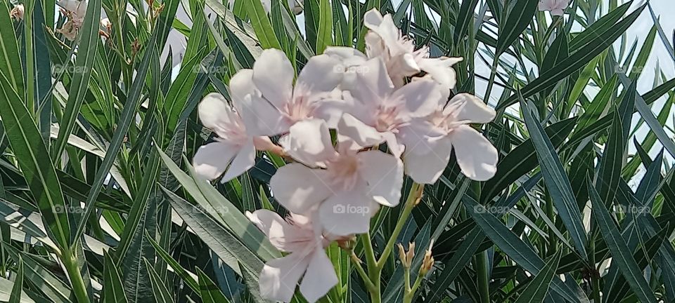 oleander flowers