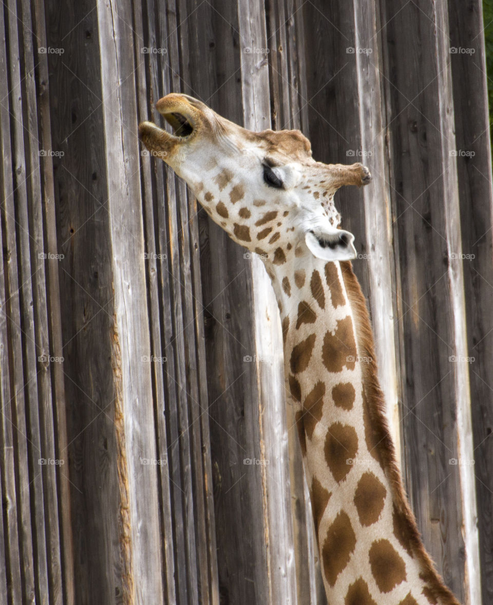 Giraffe at the zoo in Lyon