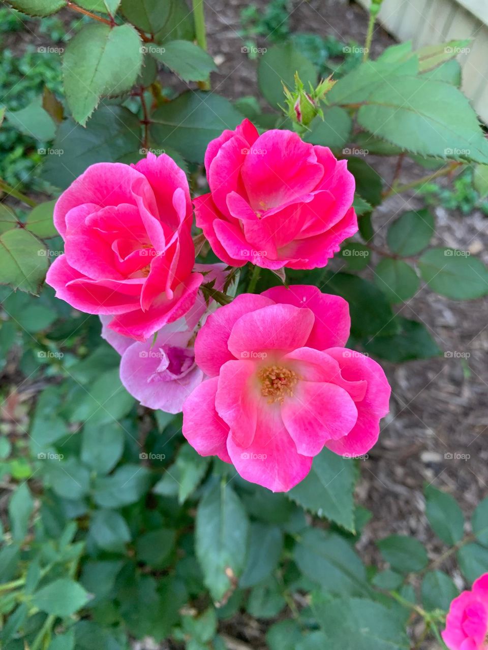 Pink Roses