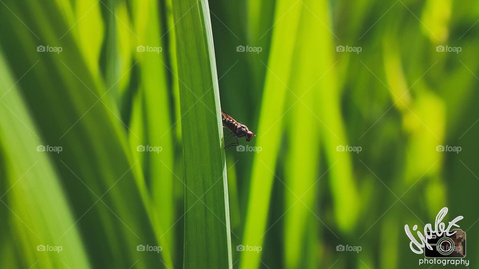 An Ant in the middle of the leaves